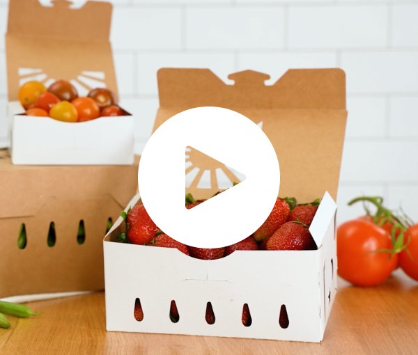 Compostable food container alternate angle product view