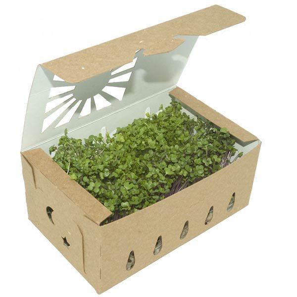 Compostable food container with matching lid
