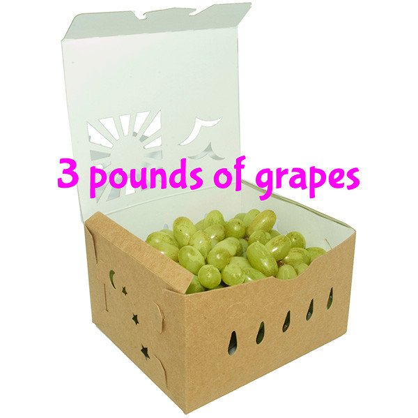 Compostable Food Containers for Foodservice & Catering - image 5