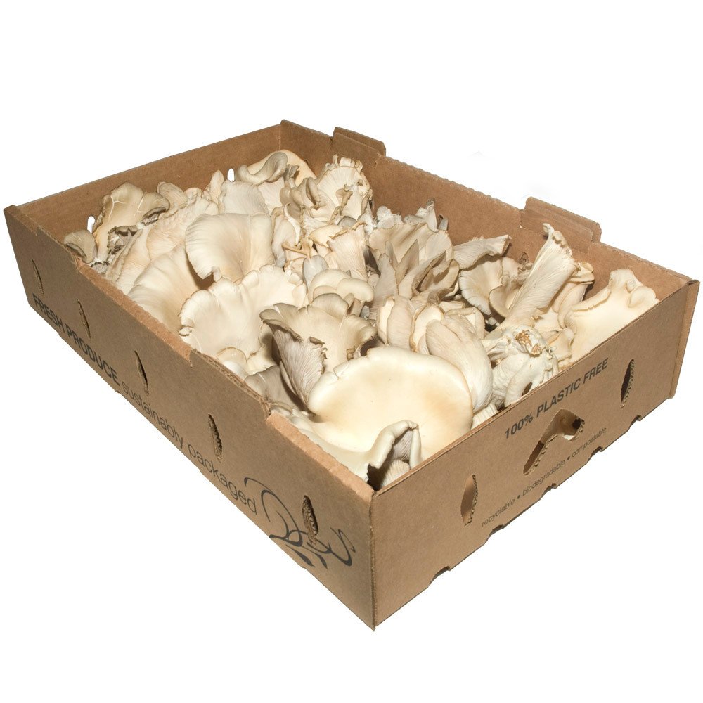 Bagasse Fiber Food Containers for Foodservice & Catering - image 4