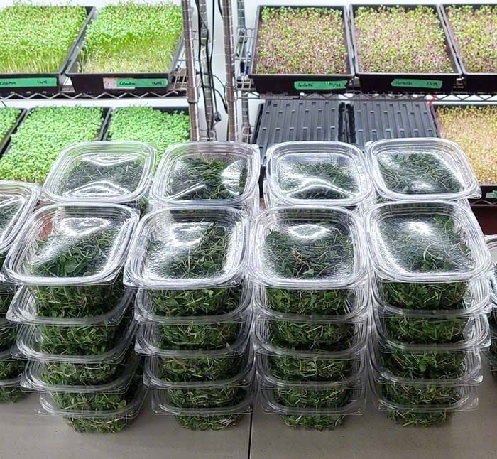 12 oz compostable pla lid alternate angle product view